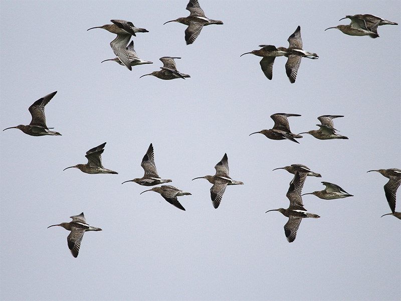 Stormy start for bird safaris